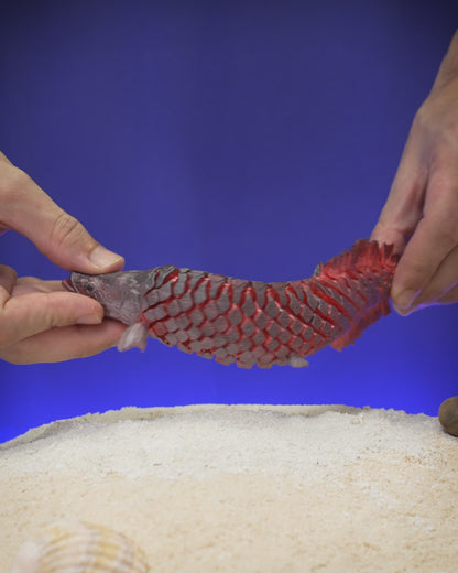Articulated Pirarucu